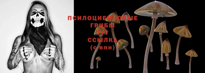 Псилоцибиновые грибы Cubensis Красновишерск